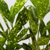 Shrubs Croton Speckled 'Gold Dust'