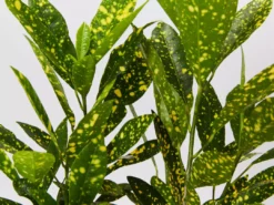 Shrubs Croton Speckled 'Gold Dust'