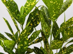 Shrubs Pool Friendly Plants Tropical Mixed Pack Of Outdoor Plants