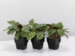 Indoor Garden Ctenanthe Burle Marxii