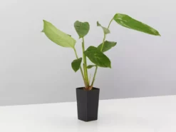 Plants In A Box Ctenanthe Lubbersiana The Green Never Never Plant