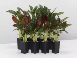 Indoor Garden Ctenanthe Setosa Houseplant Pack Pet-friendly Indoor Plants