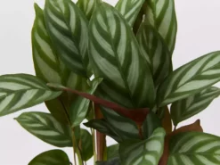 Indoor Garden Ctenanthe Setosa Houseplant Pack Pet-friendly Indoor Plants