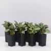 Indoor Garden Ctenanthe Amagris Herringhone Never Never Plant