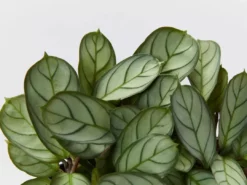 Indoor Garden Ctenanthe Amagris Herringhone Never Never Plant
