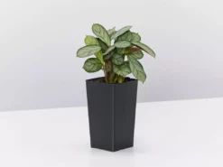Indoor Garden Ctenanthe Amagris Herringhone Never Never Plant