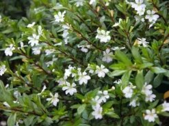 Hedge Shrubs Cuphea Hyssopifolia White