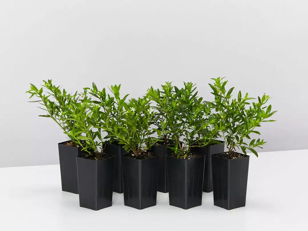 Hedge Cuphea Mexicana Compact White Shrubs 3 Hedge Cuphea Mexicana Compact White Shrubs