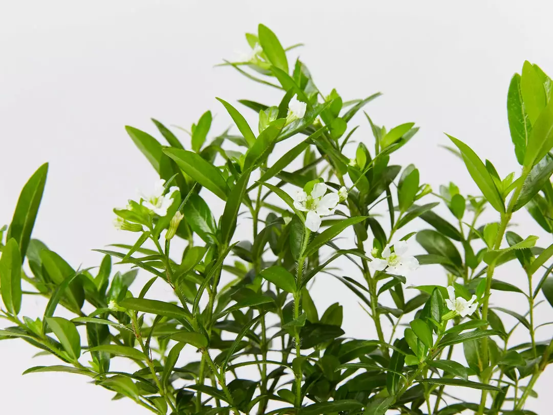 Hedge Cuphea Mexicana Compact White Shrubs 4 Hedge Cuphea Mexicana Compact White Shrubs