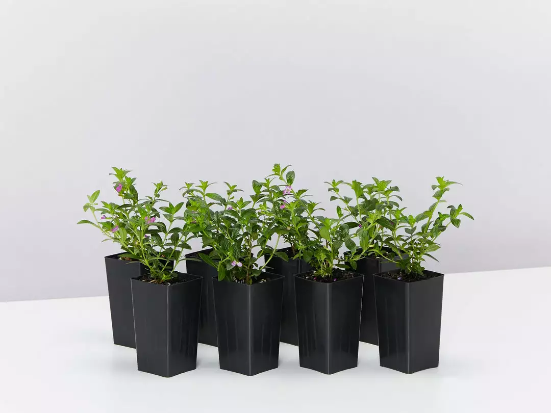 Hedge Cuphea Hyssopifolia Purple Shrubs 4 Hedge Cuphea Hyssopifolia Purple Shrubs