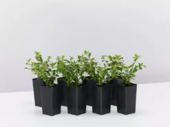 Shrubs Cuphea Mexicana Compacta Purple