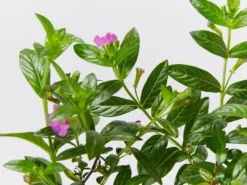 Shrubs Cuphea Mexicana Compacta Purple