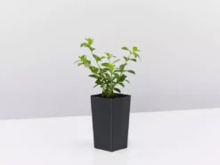 Hedge Cuphea Hyssopifolia Purple Shrubs 7 Hedge Cuphea Hyssopifolia Purple Shrubs