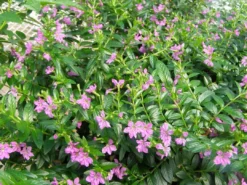 Hedge Shrubs Cuphea Hyssopifolia Mauve