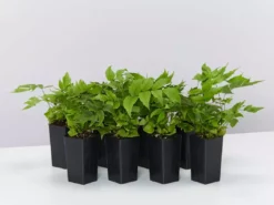 Indoor Garden Cyrtomium Falcatum Maritimum