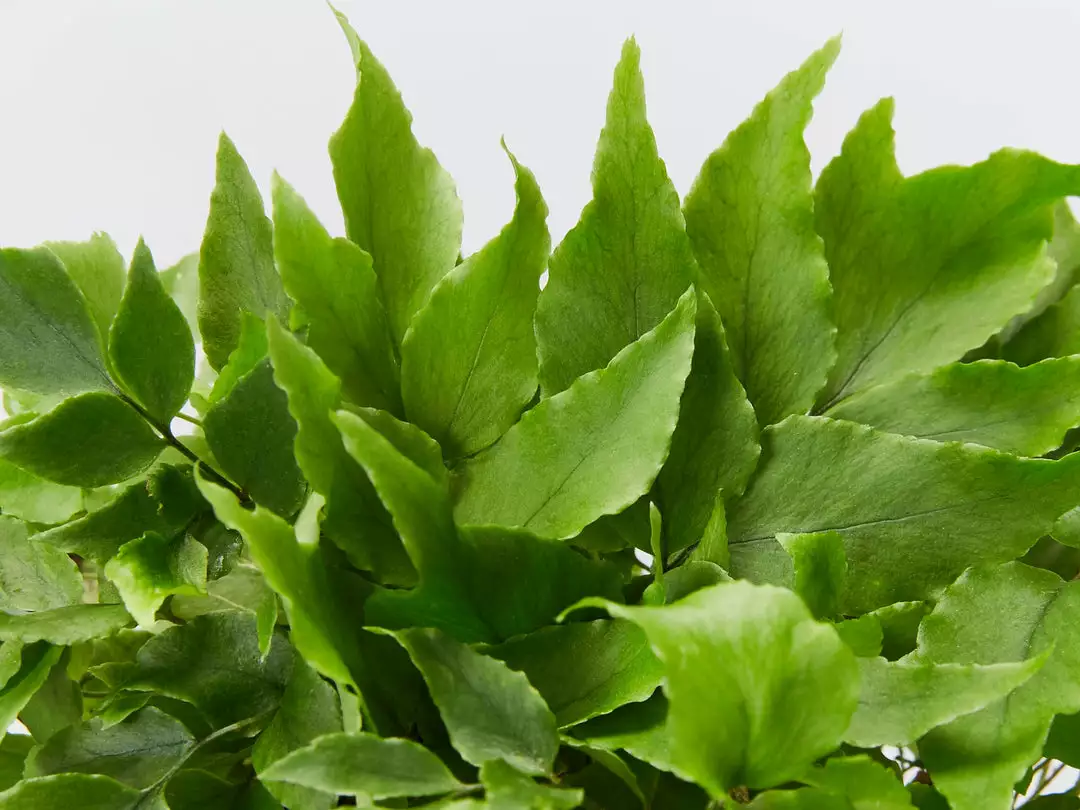 Indoor Garden Cyrtomium Falcatum Maritimum 4 Indoor Garden Cyrtomium Falcatum Maritimum