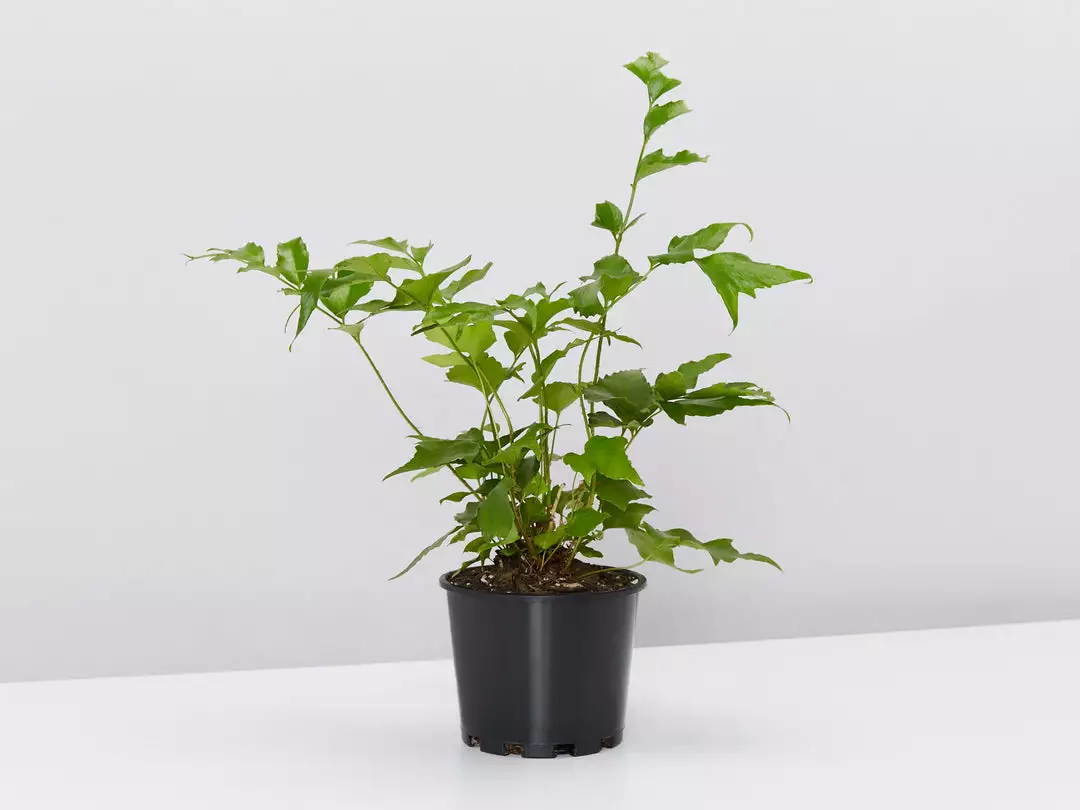 Pot + Plant Gift Box Cyrtomium Falcatum Maritimum - Pot + Plant + Soil Border Plants 6 Pot + Plant Gift Box Cyrtomium Falcatum Maritimum - Pot + Plant + Soil Border Plants