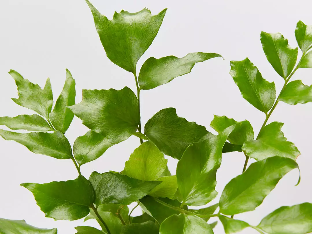 Pot + Plant Gift Box Cyrtomium Falcatum Maritimum - Pot + Plant + Soil Border Plants 4 Pot + Plant Gift Box Cyrtomium Falcatum Maritimum - Pot + Plant + Soil Border Plants