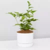 Pot + Plant Gift Box Cyrtomium Falcatum Maritimum - Pot + Plant + Soil Border Plants 1 Pot + Plant Gift Box Cyrtomium Falcatum Maritimum - Pot + Plant + Soil Border Plants