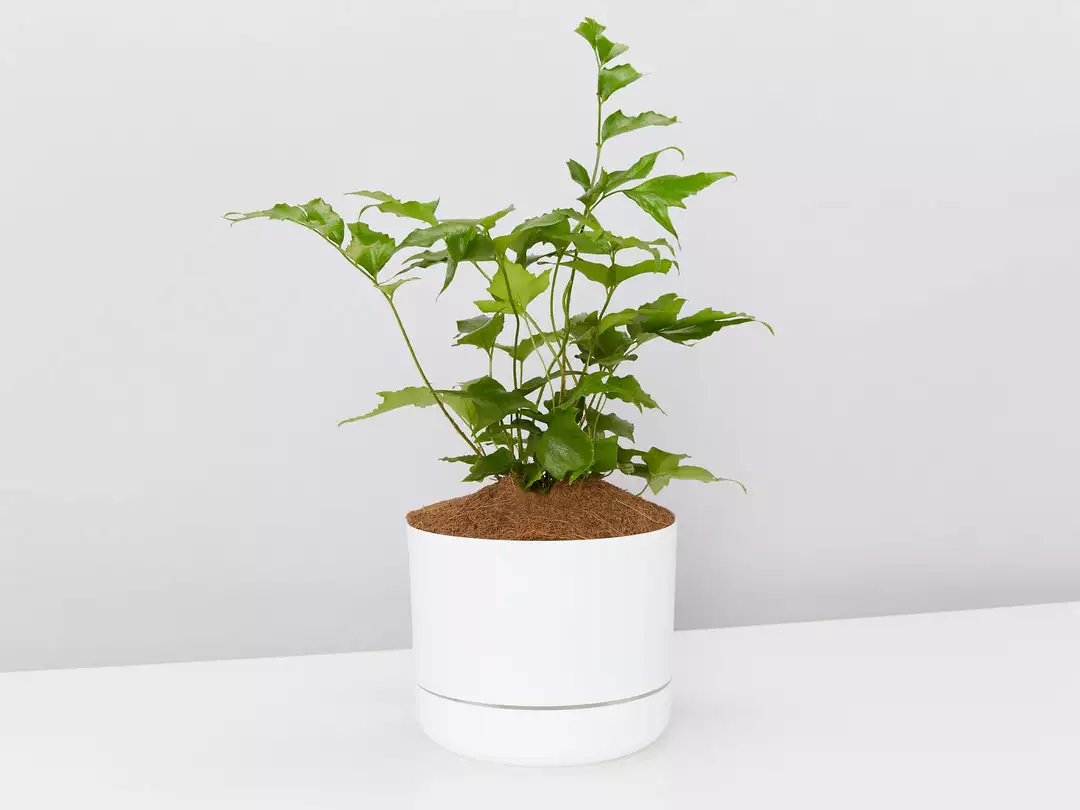 Pot + Plant Gift Box Cyrtomium Falcatum Maritimum - Pot + Plant + Soil Border Plants 3 Pot + Plant Gift Box Cyrtomium Falcatum Maritimum - Pot + Plant + Soil Border Plants