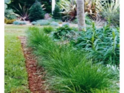 Shrubs Full Sun Lomandra Confertifolia