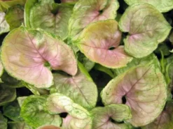 Indoor Garden Easy Care Plants Syngonium Mango Allusion 14 Indoor Garden Easy Care Plants Syngonium Mango Allusion