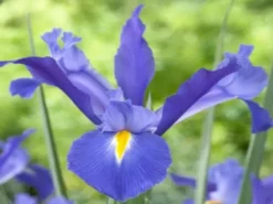 Shrubs Dutch Iris Full Sun