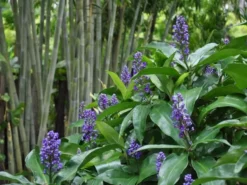 Indoor Garden Shrubs Dichorisandra Thyrsiflora Blue Ginger
