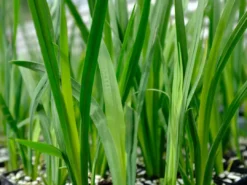 Shrubs Dietes Bicolor