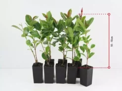 Shrubs Dipladenia Mandevilla 'Red Riding Hood' Full Sun