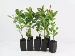 Shrubs Dipladenia Mandevilla'Red Riding Hood' Full Sun