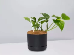 Pot + Plant Gift Box The Beginners Gift Box ๐ Easy Care Plants 25 Pot + Plant Gift Box The Beginners Gift Box ๐ Easy Care Plants