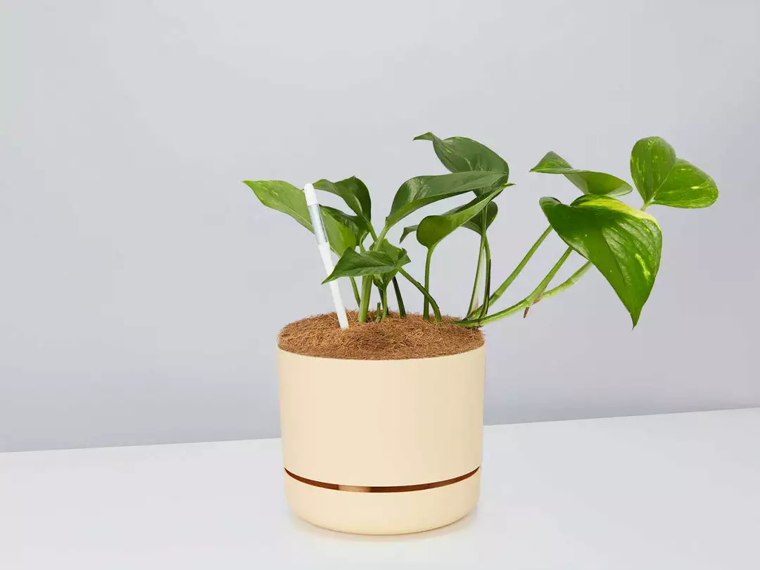 Pot + Plant Gift Box The Beginners Gift Box ๐ Easy Care Plants 7 Pot + Plant Gift Box The Beginners Gift Box ๐ Easy Care Plants