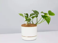 Pot + Plant Gift Box The Beginners Gift Box ๐ Easy Care Plants 26 Pot + Plant Gift Box The Beginners Gift Box ๐ Easy Care Plants