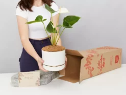 Pot + Plant Gift Box Anthurium Flowering Varieties - Pot + Plant + Soil