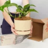 Pot + Plant Gift Box Devils Ivy 'Golden Pothos' - Pot + Plant + Soil 2 Pot + Plant Gift Box Devils Ivy 'Golden Pothos' - Pot + Plant + Soil