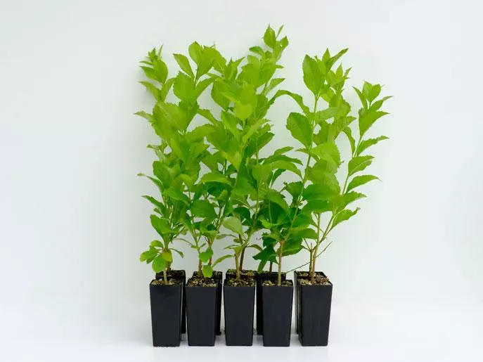 Hedge Duranta Alba 3 Hedge Duranta Alba