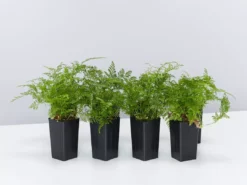 Indoor Garden White Rabbits Foot Fern