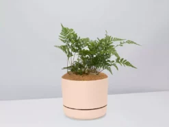 Pot + Plant Gift Box The Fern Gift Box - Pot + Plant + Soil Easy Care Plants