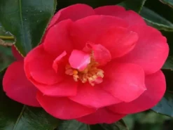 Hedge Hedging Plants Camellia Sasanqua 'Dazzler' (rose Red Flower)