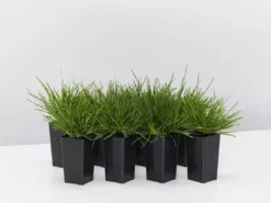 Shrubs Deschampsia Cespitosa Border Plants