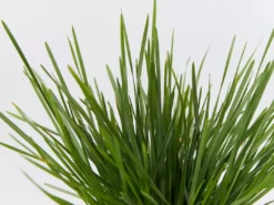 Shrubs Deschampsia Cespitosa Border Plants