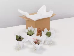 Succulents Desert Dreams Succulent Cacti Box Pool Friendly Plants
