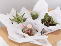 Succulents Desert Dreams Succulent Cacti Box Pool Friendly Plants