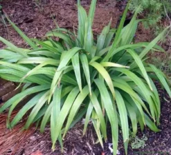 Shrubs Full Sun Dianella Atraxis