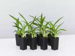 Shrubs Dianella Emerald Fountain