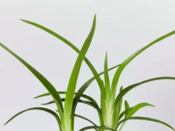 Shrubs Dianella Emerald Fountain