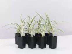 Shrubs Dianella Variegata Full Sun