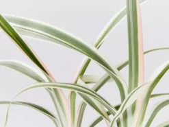 Shrubs Dianella 'Silver Streak' Variegated