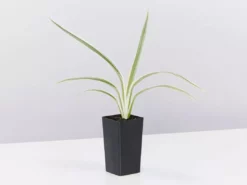 Shrubs Dianella 'Silver Streak' Variegated